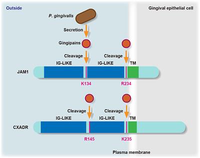 Porphyromonas gingivalis Infection Induces Lipopolysaccharide and Peptidoglycan Penetration Through Gingival Epithelium